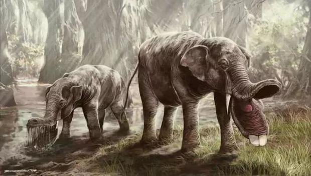 Vì sao mũi của loài voi lại tiến hóa để dài như vậy? - Ảnh 5.