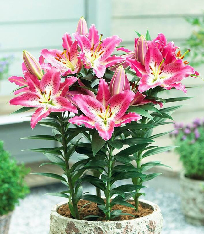 6 KHÔNG khi mua hoa Tết, bà nội trợ Việt phải chú ý để chọn được hoa vừa rẻ đẹp lại lâu tàn - Ảnh 12.