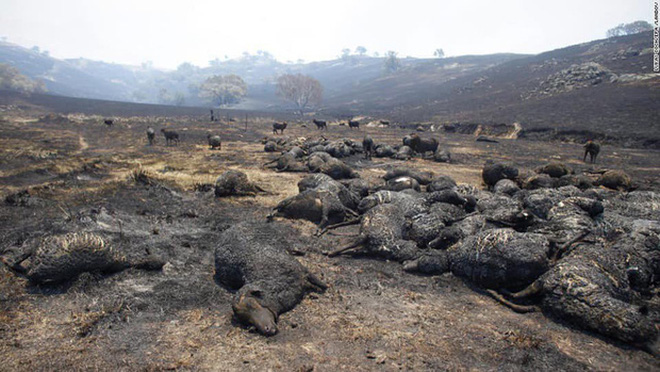 Đại thảm họa cháy rừng Úc nhìn từ không gian: Cả nước như quả cầu lửa, những mảng xanh trù phú bị thay bằng màu khói trắng tang thương - Ảnh 25.