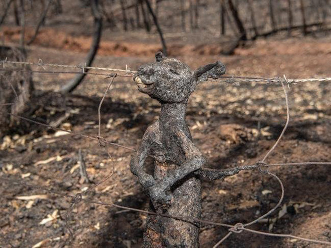 Đại thảm họa cháy rừng Úc nhìn từ không gian: Cả nước như quả cầu lửa, những mảng xanh trù phú bị thay bằng màu khói trắng tang thương - Ảnh 26.