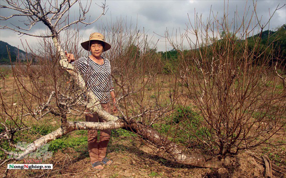 Vựa đào xứ Thanh nín thở chờ tết - Ảnh 5.