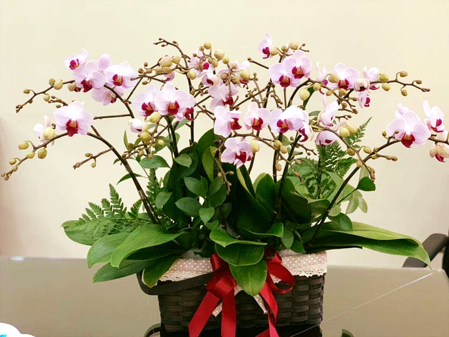 6 KHÔNG khi mua hoa Tết, bà nội trợ Việt phải chú ý để chọn được hoa vừa rẻ đẹp lại lâu tàn - Ảnh 9.