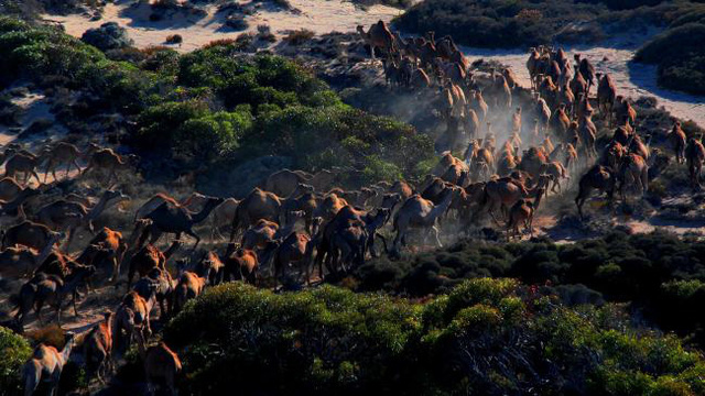 Úc giết 10.000 con lạc đà vì xâm chiếm đất đai và uống quá nhiều nước - Ảnh 1.