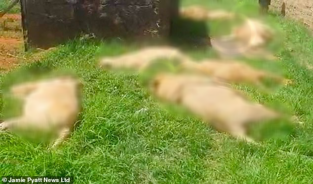 Phát hiện xác 16 con sư tử bị bọn săn trộm sát hại tàn nhẫn để luyện thuốc phép giúp trị bách bệnh - Ảnh 1.