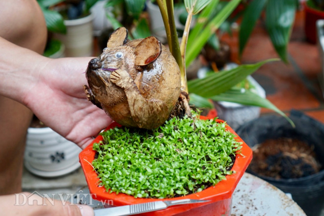 Làm dừa bonsai muôn hình vạn trạng về chuột, thu 200 triệu dịp Tết - Ảnh 2.