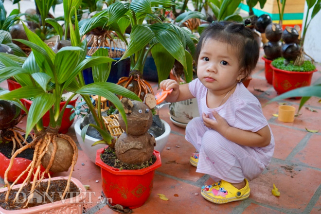 Làm dừa bonsai muôn hình vạn trạng về chuột, thu 200 triệu dịp Tết - Ảnh 3.