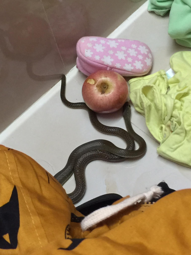 Hình ảnh con rắn dài cả mét bất ngờ bò vào nhà, quấn lấy khăn của trẻ nhỏ nhưng may mắn được phát hiện kịp thời khiến nhiều người hoang mang - Ảnh 2.