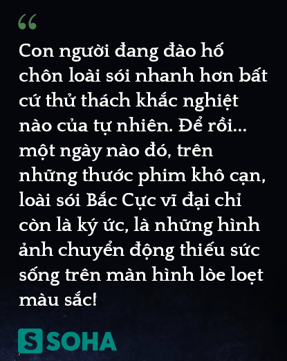 Mồ chôn của sói Bắc Cực: Lụi tàn không phải vì thử thách khắc nghiệt của tự nhiên, thứ gì đang chôn chúng? - Ảnh 7.