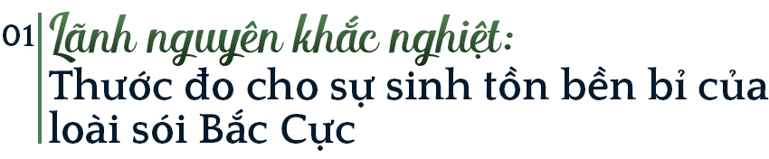 Mồ ch&ocirc;n của s&oacute;i Bắc Cực: Lụi t&agrave;n kh&ocirc;ng phải v&igrave; thử th&aacute;ch khắc nghiệt của tự nhi&ecirc;n, thứ g&igrave; đang ch&ocirc;n ch&uacute;ng? - Ảnh 1.