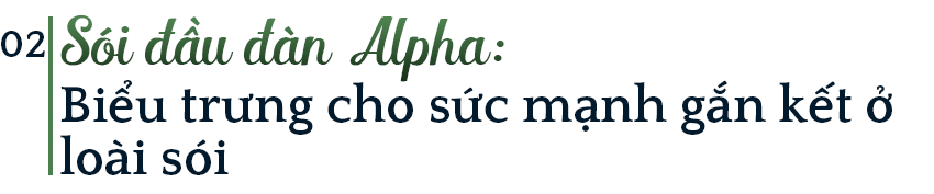 Mồ ch&ocirc;n của s&oacute;i Bắc Cực: Lụi t&agrave;n kh&ocirc;ng phải v&igrave; thử th&aacute;ch khắc nghiệt của tự nhi&ecirc;n, thứ g&igrave; đang ch&ocirc;n ch&uacute;ng? - Ảnh 3.