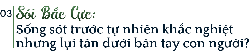 Mồ ch&ocirc;n của s&oacute;i Bắc Cực: Lụi t&agrave;n kh&ocirc;ng phải v&igrave; thử th&aacute;ch khắc nghiệt của tự nhi&ecirc;n, thứ g&igrave; đang ch&ocirc;n ch&uacute;ng? - Ảnh 5.