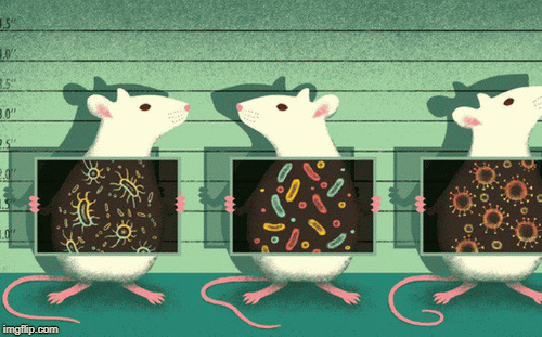 1001 thắc mắc: Vì sao nhà khoa học thường dùng chuột làm thí nghiệm?
