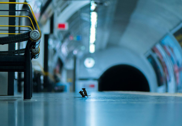Bức ảnh hai chú chuột tí hon đánh nhau dưới ga tàu điện ngầm để giành giật thức ăn đoạt giải thưởng nhiếp ảnh của năm - Ảnh 1.