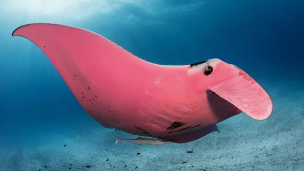 Chuyện hi hữu triệu lần mới bắt gặp: Nhiếp ảnh gia may mắn chụp được chú cá đuối có màu hồng duy nhất trên thế giới - Ảnh 1.