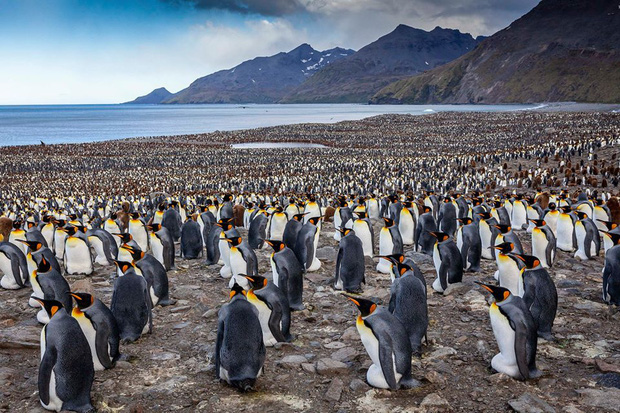 Hơn nửa triệu con chim cánh cụt hoàng đế lúc nha lúc nhúc tụ tập về lãnh địa phía nam Đại Tây Dương để bắt đầu mùa sinh sản - Ảnh 2.