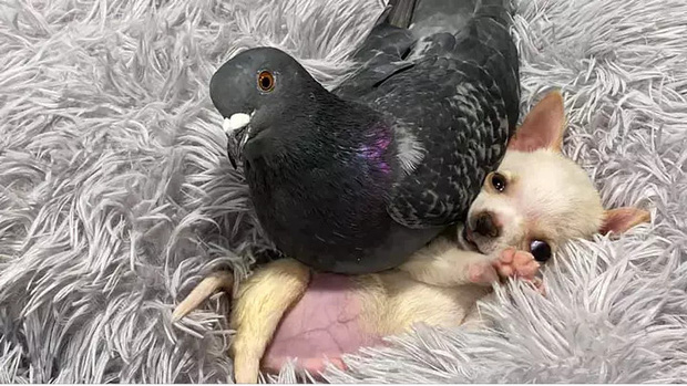 Chó không thể đi và chim bồ câu không thể bay, hai con vật đồng cảnh ngộ cùng nhau chia sẻ tình bạn ấm áp tại trung tâm cứu hộ - Ảnh 1.