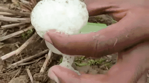 Chỉ với bột Eno v&agrave; dung dịch b&iacute; mật, ch&agrave;ng trai khiến lươn b&ugrave;n thi nhau ngoi l&ecirc;n mặt đất - Ảnh 1.