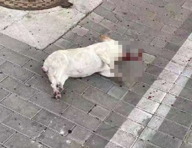 Nhiều chó, mèo ở Trung Quốc bị ném chết do tin đồn virus corona có thể lây truyền qua vật nuôi - Ảnh 1. Nhiều chó, mèo ở Trung Quốc bị ném chết do tin đồn virus corona có thể lây truyền qua vật nuôi - Ảnh 1.