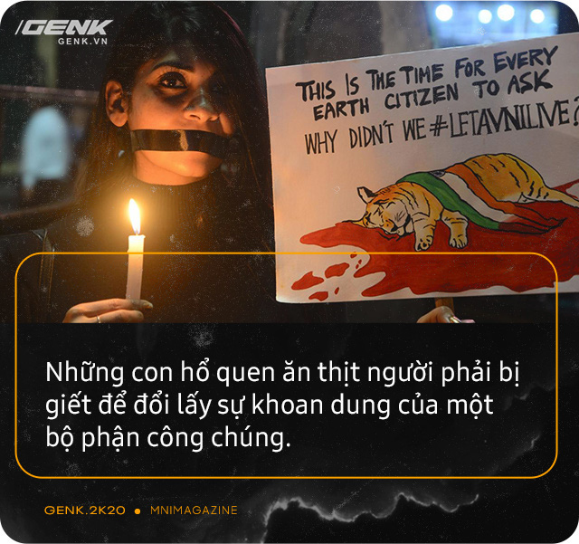 Những con hổ ăn thịt người ở Ấn Độ: Cái giá của sự bảo tồn? - Ảnh 19.