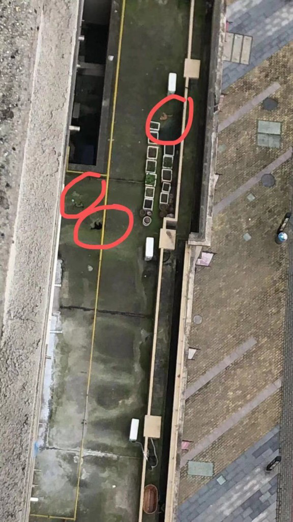 Nhiều chó, mèo ở Trung Quốc bị ném chết do tin đồn virus corona có thể lây truyền qua vật nuôi - Ảnh 3. Nhiều chó, mèo ở Trung Quốc bị ném chết do tin đồn virus corona có thể lây truyền qua vật nuôi - Ảnh 3.