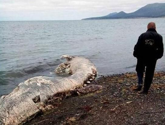 Quỷ khổng lồ Biển Bắc: Sinh vật có cùng kích thước với cá voi xanh có thể thực sự tồn tại ? - Ảnh 2.