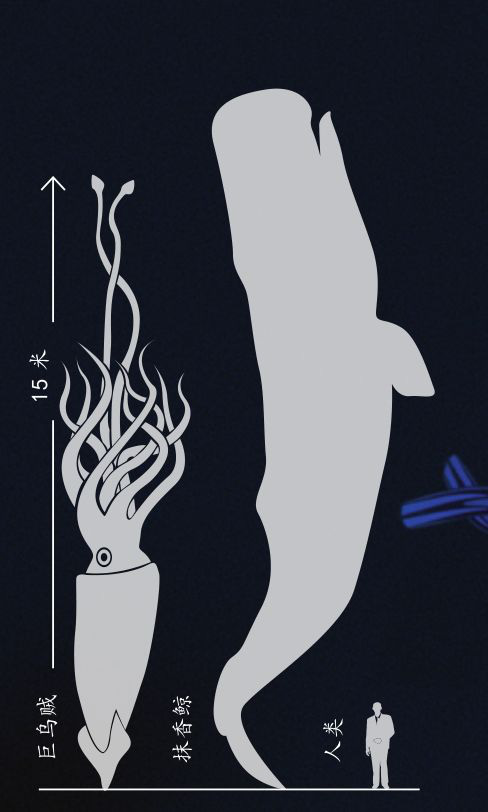 Quỷ khổng lồ Biển Bắc: Sinh vật có cùng kích thước với cá voi xanh có thể thực sự tồn tại ? - Ảnh 6.