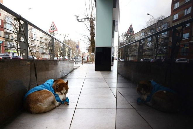 Câu chuyện về Hachiko của nước Nga: Chú chó Husky mặc tấm áo xanh, ngày ngày nằm ngoài vỉa hè giá rét chờ chủ đi làm về - Ảnh 2.