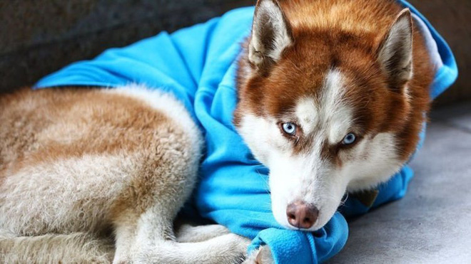 Câu chuyện về Hachiko của nước Nga: Chú chó Husky mặc tấm áo xanh, ngày ngày nằm ngoài vỉa hè giá rét chờ chủ đi làm về - Ảnh 6.