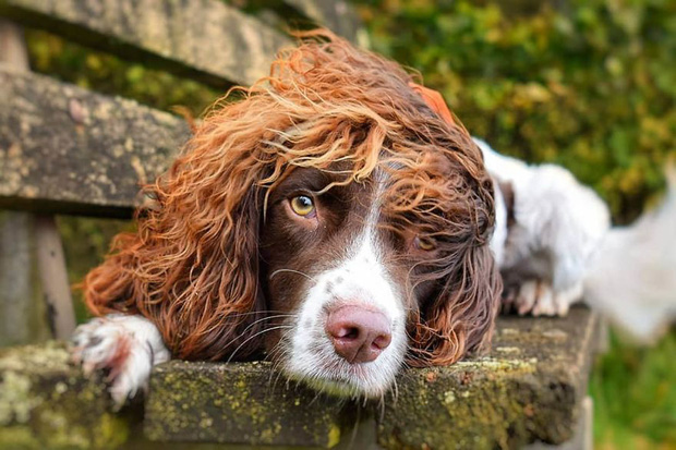 Chú chó gây sốt MXH khi sở hữu mái tóc xoăn dài như siêu sao nhạc rock, nhưng đôi mắt lại mơ màng như tài tử điện ảnh - Ảnh 1.