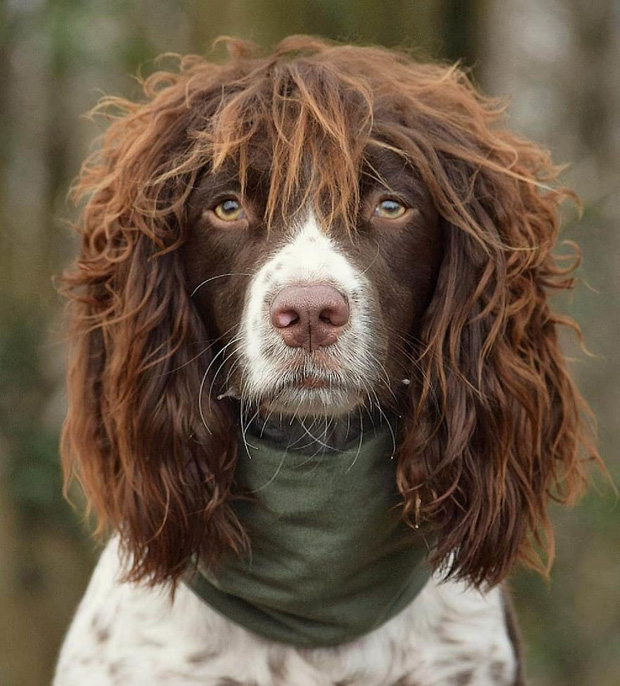 Chú chó gây sốt MXH khi sở hữu mái tóc xoăn dài như siêu sao nhạc rock, nhưng đôi mắt lại mơ màng như tài tử điện ảnh - Ảnh 3.