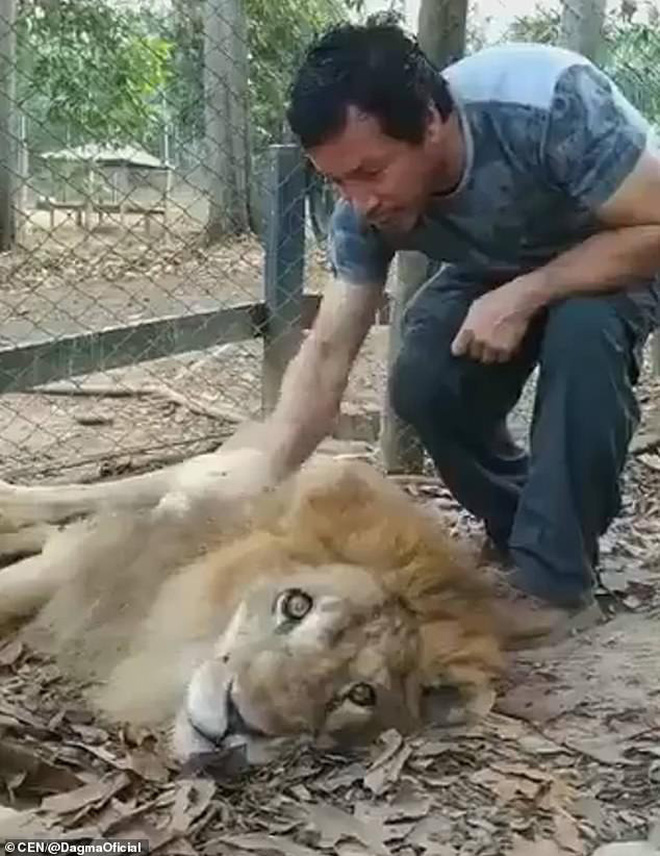 Con sư tử gầy rộc, hốc hác đến mức lộ cả xương sườn và không thể đứng dậy nổi sau khi phải rời xa người chăm sóc - Ảnh 2.