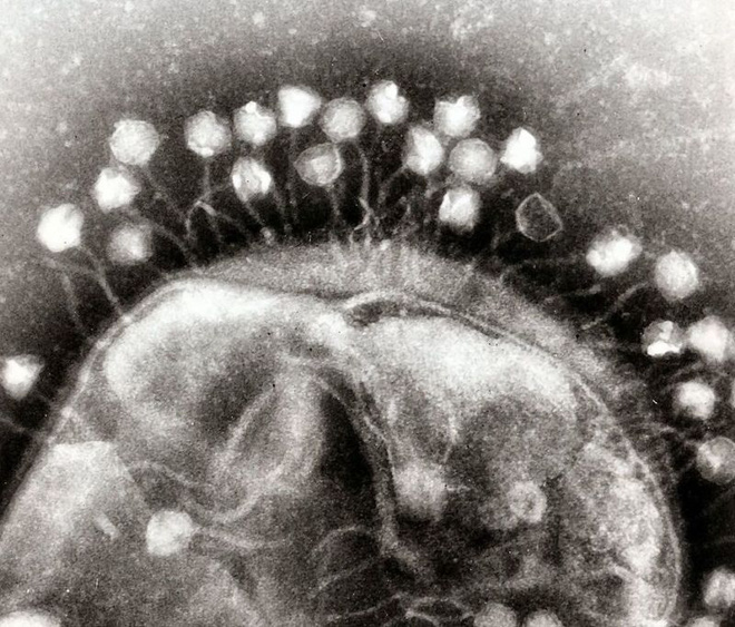 Khoa học phát hiện ra những con virus khổng lồ với khả năng ăn cắp đặc tính loài khác - Ảnh 3.