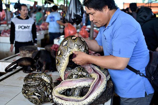 24h qua ảnh: Chủ cửa hàng xẻ thịt trăn tại chợ thú nổi tiếng Indonesia - Ảnh 2.