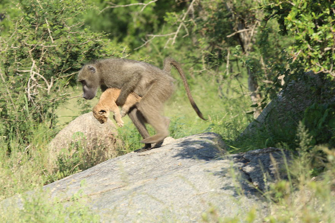 Ăn cắp sư tử con mang lên cây, khỉ đầu chó vô tình cover lại một cảnh phim huyền thoại trong Vua Sư Tử - Ảnh 2.