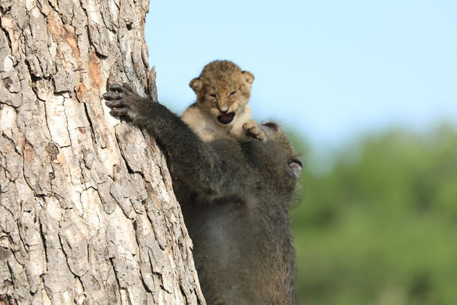 Ăn cắp sư tử con mang lên cây, khỉ đầu chó vô tình cover lại một cảnh phim huyền thoại trong Vua Sư Tử - Ảnh 3.