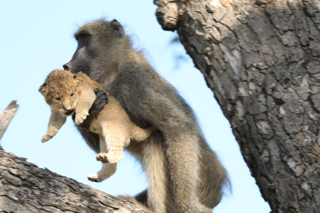Ăn cắp sư tử con mang lên cây, khỉ đầu chó vô tình cover lại một cảnh phim huyền thoại trong Vua Sư Tử - Ảnh 4.