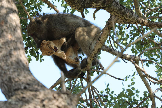 Ăn cắp sư tử con mang lên cây, khỉ đầu chó vô tình cover lại một cảnh phim huyền thoại trong Vua Sư Tử - Ảnh 5.