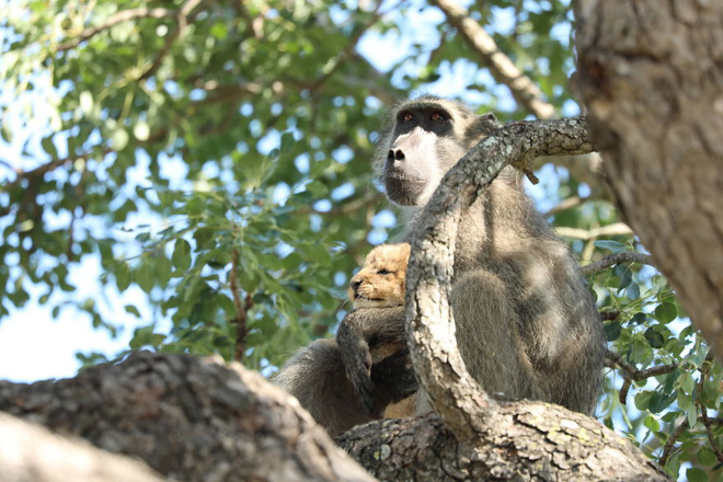 Ăn cắp sư tử con mang lên cây, khỉ đầu chó vô tình cover lại một cảnh phim huyền thoại trong Vua Sư Tử - Ảnh 6.
