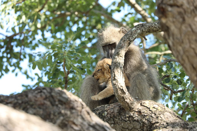 Ăn cắp sư tử con mang lên cây, khỉ đầu chó vô tình cover lại một cảnh phim huyền thoại trong Vua Sư Tử - Ảnh 7.