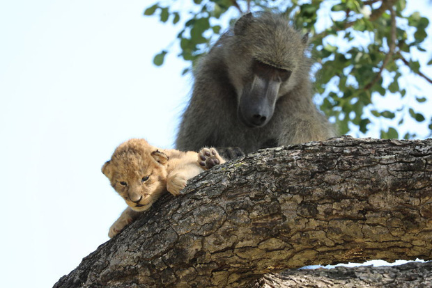Ăn cắp sư tử con mang lên cây, khỉ đầu chó vô tình cover lại một cảnh phim huyền thoại trong Vua Sư Tử - Ảnh 10.