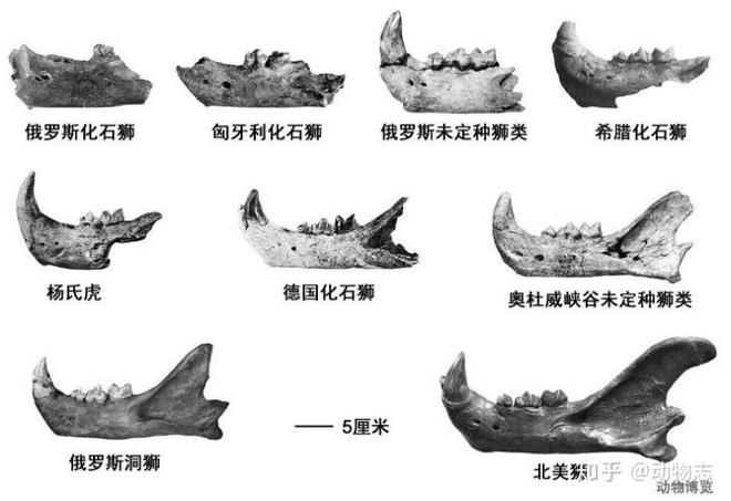 Yangs Tiger: Sư tử bản địa của Trung Quốc, nhưng lại được gọi là hổ - Ảnh 3.