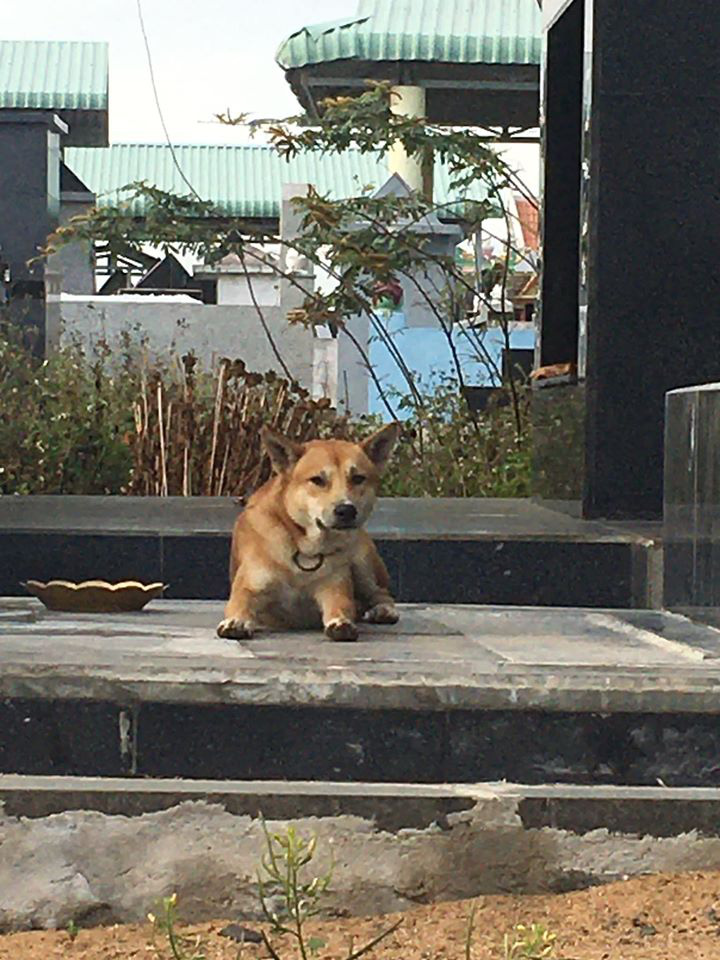Hình ảnh chú chó nằm bên cạnh mộ chủ không rời khiến người ta cay mắt - Ảnh 2.