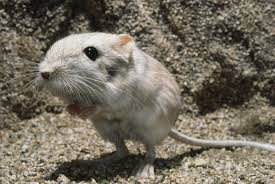 1001 thắc mắc: Kỳ lạ loài chuột nào không cần uống nước? - Ảnh 1.