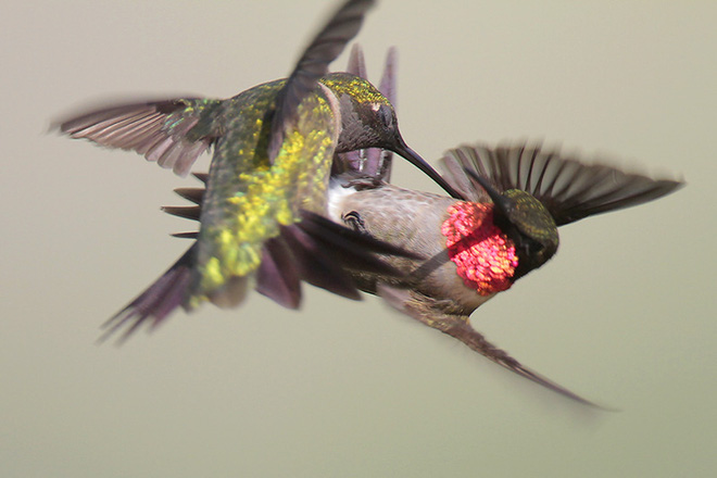 Giải mã bí ẩn: Sở hữu kỹ thuật bay gì mà chim ruồi được mệnh danh là “phi cơ thần tốc” của thế giới tự nhiên? - Ảnh 1.