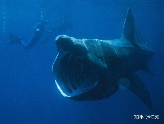 Leedsichthys: Máy hút bụi của biển cả Kỷ Jura từng bị hiểu nhầm là khủng long - Ảnh 11.