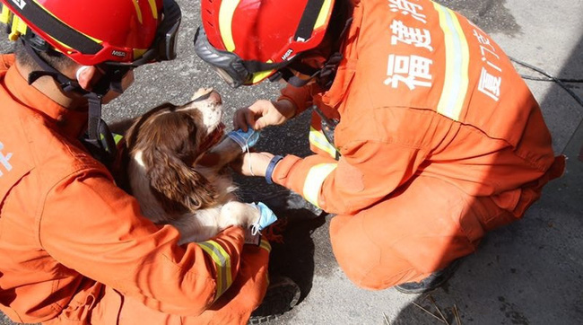 Chú chó bị nhiễm trùng nặng vì liên tục giải cứu nạn nhân mắc kẹt trong vụ sập khách sạn ở Trung Quốc, người chủ đau lòng rơi nước mắt - Ảnh 1.