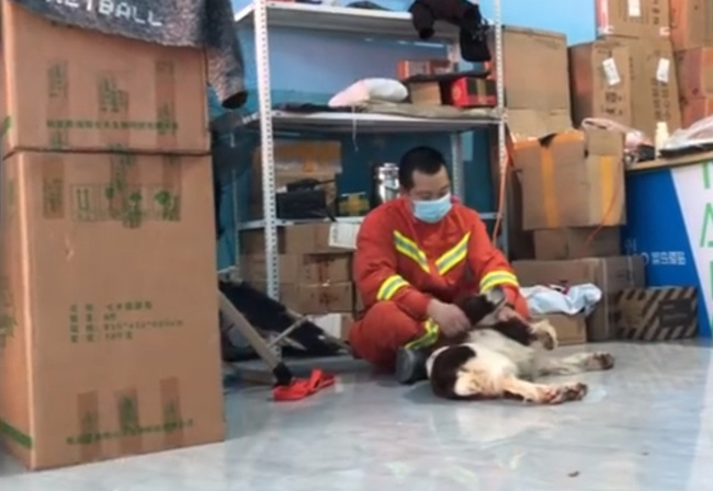Chú chó bị nhiễm trùng nặng vì liên tục giải cứu nạn nhân mắc kẹt trong vụ sập khách sạn ở Trung Quốc, người chủ đau lòng rơi nước mắt - Ảnh 4.