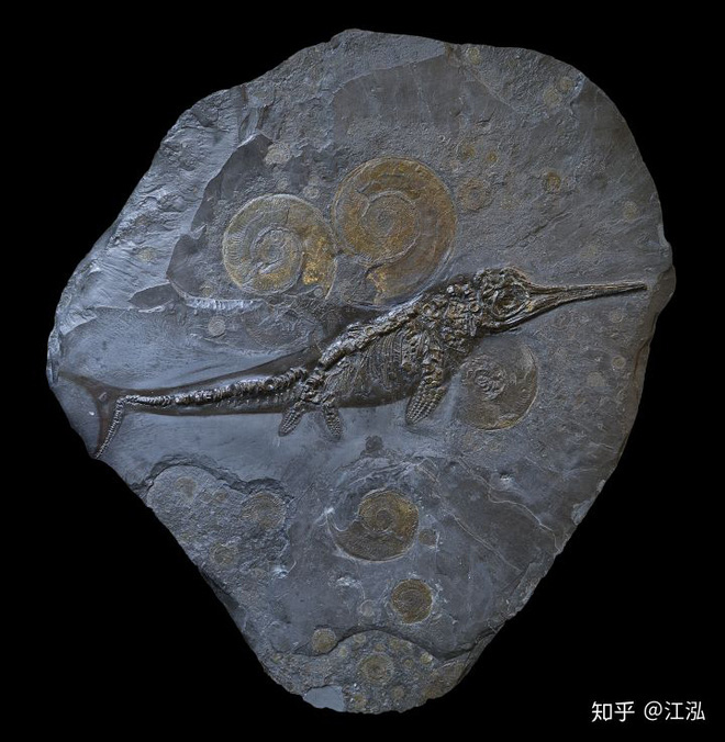 Các nhà cổ sinh vật học phát hiện ra chất béo trên cơ thể của thằn lằn cá từ 180 triệu năm trước - Ảnh 6.