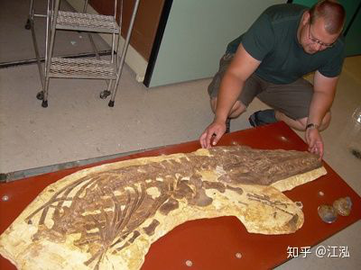 Các nhà cổ sinh vật học phát hiện ra chất béo trên cơ thể của thằn lằn cá từ 180 triệu năm trước - Ảnh 9.