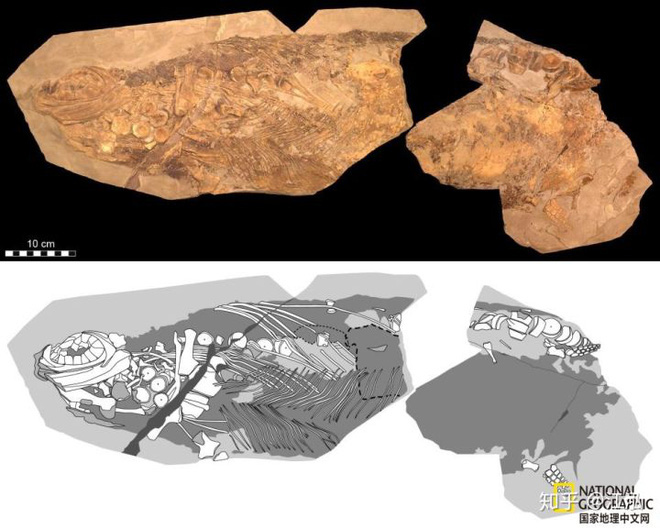 Các nhà cổ sinh vật học phát hiện ra chất béo trên cơ thể của thằn lằn cá từ 180 triệu năm trước - Ảnh 10.